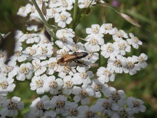 Oedemera podagrariae